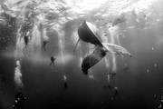 Grupo de submarinistas junto a una ballena jorobada y su cría en aguas de Roca Partida, en las islas
Revillagigedo, México, el 28 de enero de 2015. Foto: Anuar Patjane Floriuk, segundo premio naturaleza