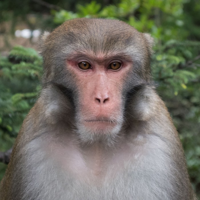 Macaco Rhesus, primate en el que se hicieron las pruebas de reinfeccion con SARS-CoV-2.
Foto: Nash Turley (Inaturalist)