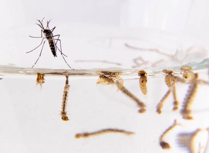 Imagen de larvas y de mosquito Aedes aegypti portador del virus del dengue. · Foto: Pablo La Rosa, ADHOC