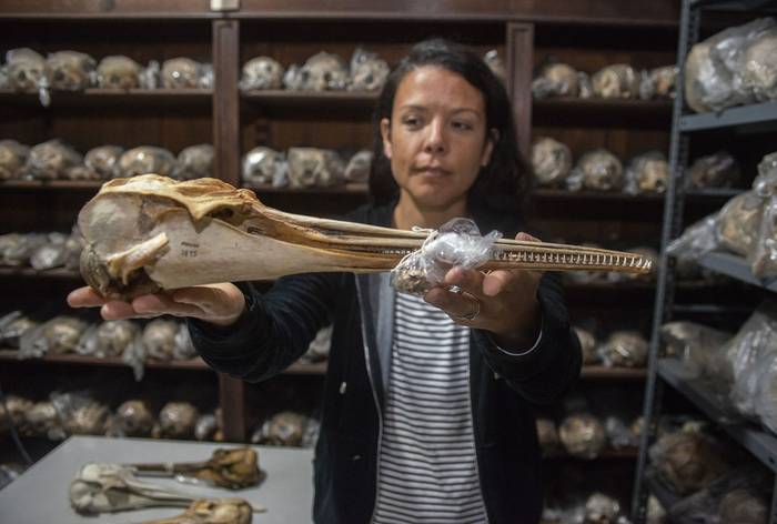 Meica Valdivia con un cráneo de franciscana en la colección del MNHN.
 · Foto: Alessandro Maradei