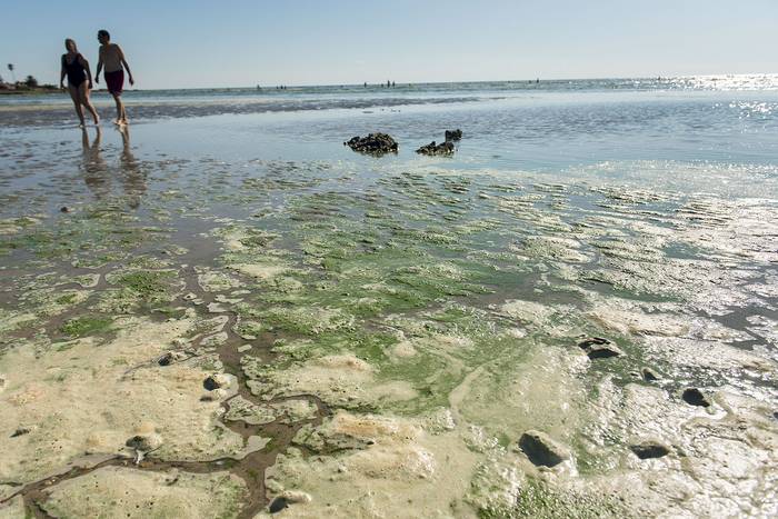 Cianobacterias en la playa Ramírez (archivo, enerode2019). · Foto:  Santiago Mazzarovich