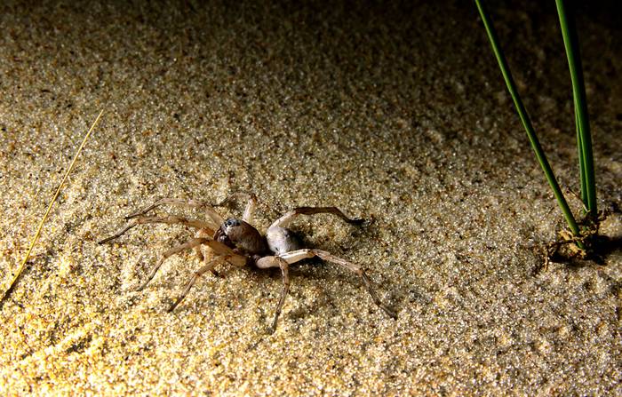 Araña blanca de la arena en salida nocturna. · Foto: Marcelo Casacuberta