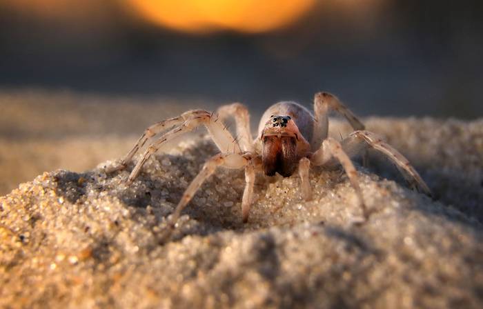 Araña blanca de la arena. · Foto: Marcelo Casacuberta