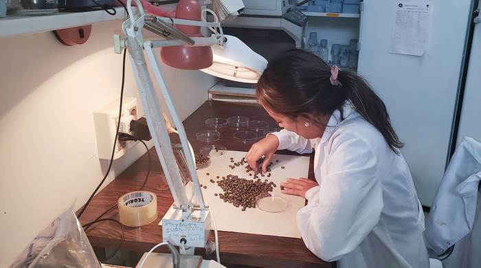 Ernestina Olhagaray seleccionando garrapatas en el laboratorio.
 · Foto: Eleonor Castro