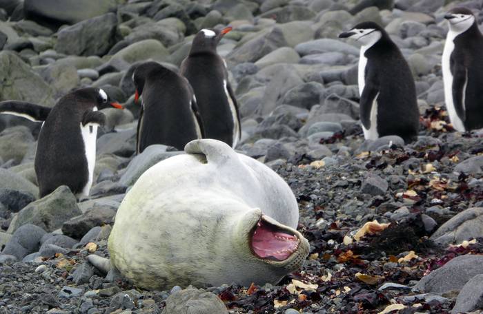 Fauna próxima a la base antártica uruguaya.
Foto: Sofía Bausero
