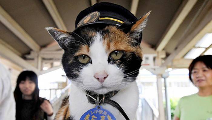 Foto principal del artículo 'La línea de la diosa Tama, una gata doméstica que en 2006 se convirtió en jefa de estación de trenes'