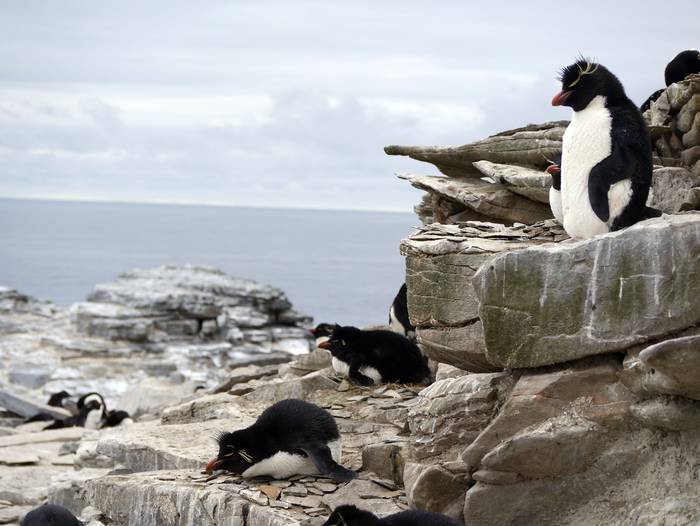 Las Islas Malvinas y sus pingüinos saltadores.
Foto: Martín Otheguy