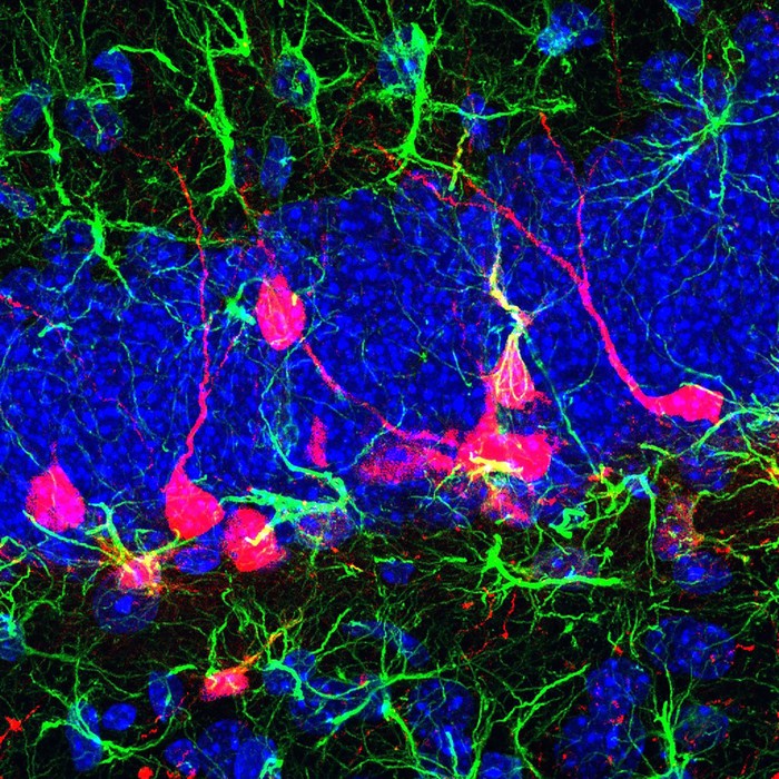 Neuronas nuevas en el cerebro post natal.
Imagen del Istituto Italiano di Tecnologia