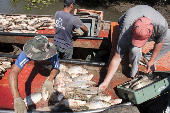 Pesca de sábalos en Boca del Rosario, Colonia (archivo, enero de 2022). · Foto: Ignacio Dotti