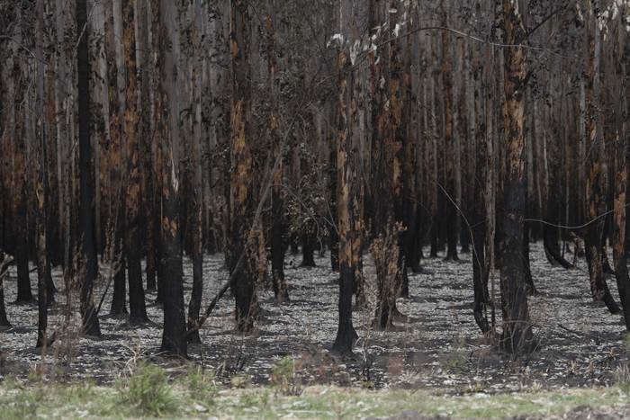Zona afectada por un incendio en Algorta, en Río Negro (archivo, enero de 2022). · Foto: Sandro Pereyra