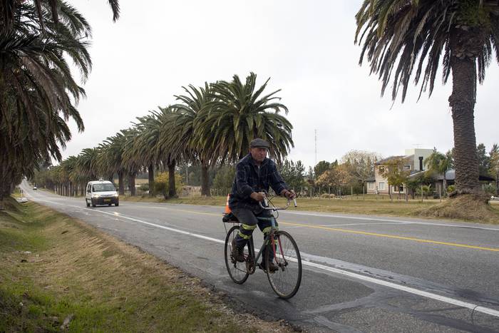 Palmeras sobre Ruta 1, próximo a Colonia del Sacramento. · Foto: Ignacio Dotti