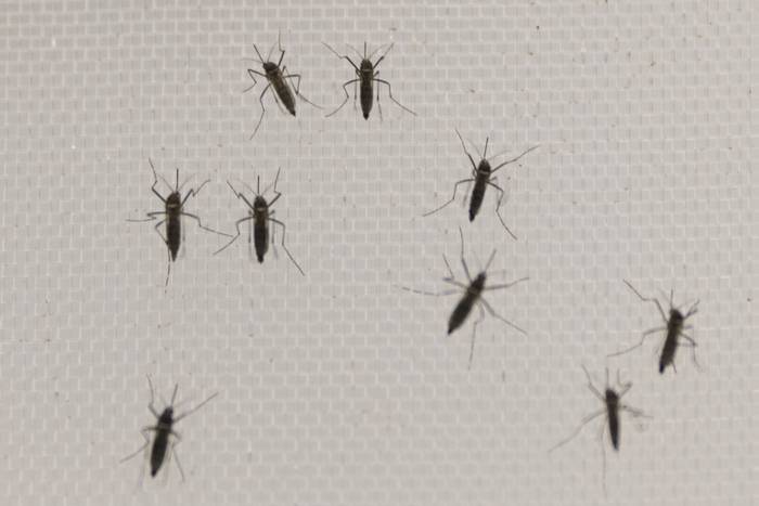 Mosquito Aedes aegypti. · Foto: Ernesto Ryan