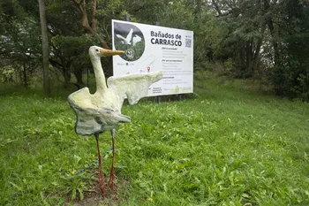Foto principal del artículo 'Bañados de Carrasco: advierten que proyecto inmobiliario podría incrementar las desigualdades y generar daños ambientales' · Foto: Alessandro Maradei