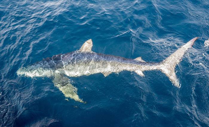 Tiburón azul. · Foto: Federico Mas