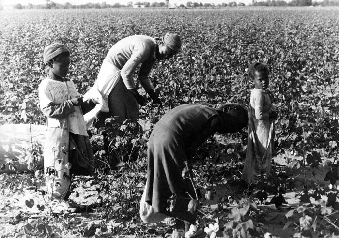 Cosecha de algodón en el sur de Estados Unidos, años 30. · Foto: Louise Boyle