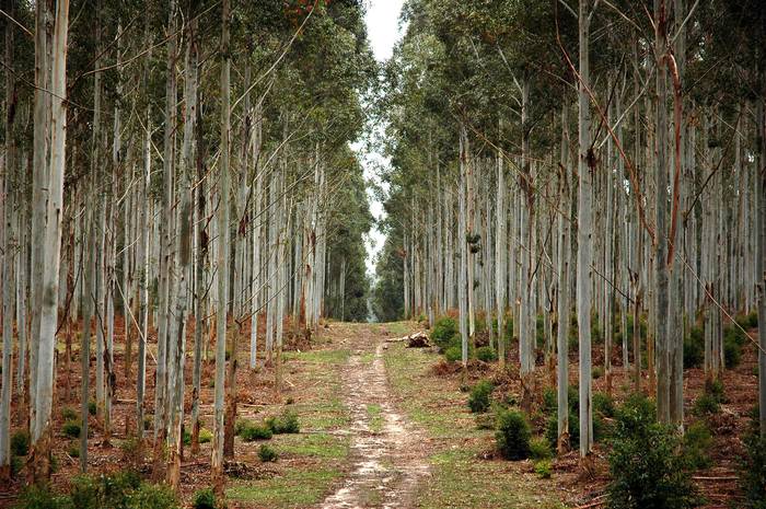 Establecimiento forestal en Piedras Coloradas, Paysandú (archivo, setiembre de 2006). · Foto: Ricardo Antúnez, adhocFOTOS