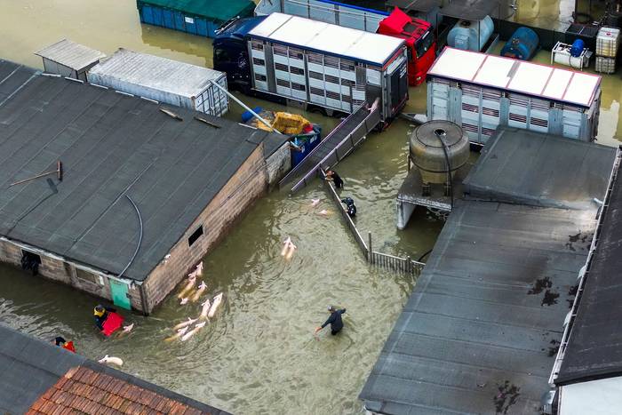 Granja de cerdos inundada, en la ciudad de Lugo, Italia (18.05.2023). · Foto: Andreas Solaro, AFP