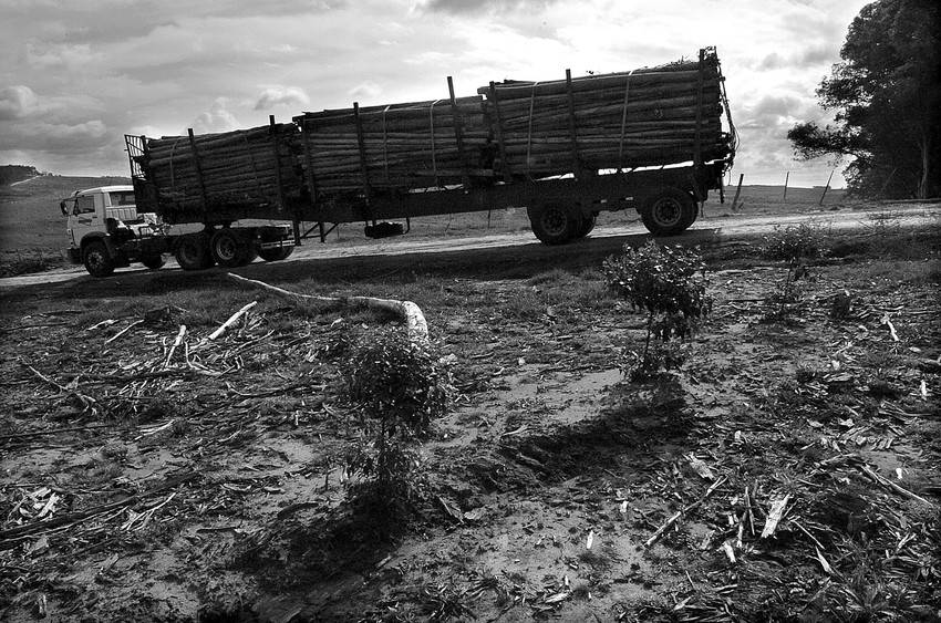Campo de Forestal Oriental SA, en el departamento de Tacuarembó. (archivo, agosto de 2008) 