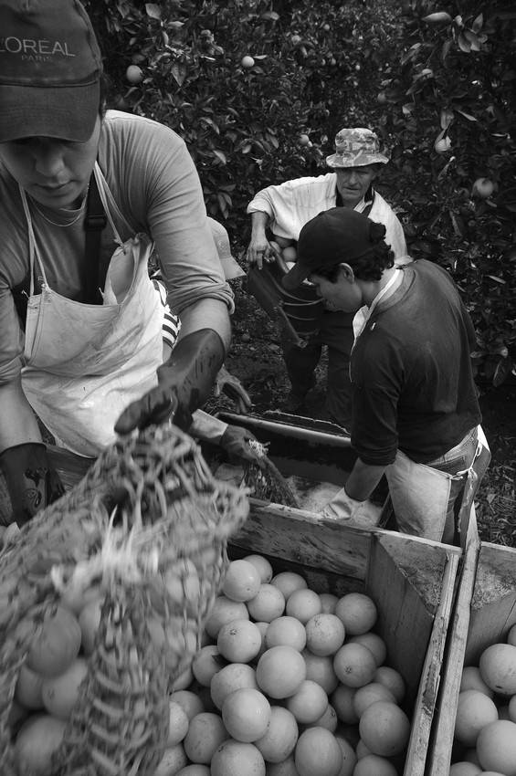 Cosecha de naranjas en un predio de Forbel SA, en Paysandú. (archivo, agosto de 2010) 