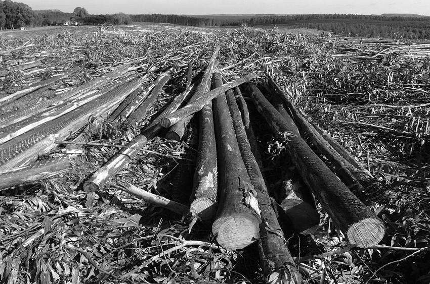 Campo forestal en el departamento de Tacuarembó. (archivo, agosto de 2008)