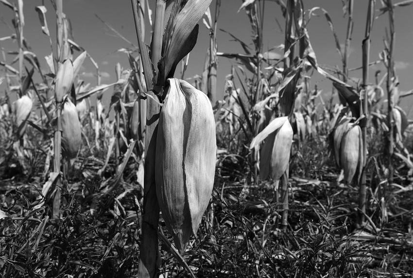 Cultivo de maíz afectado por la sequía cerca de Ponca City, Oklahoma. Estados Unidos experimenta la mayor sequía en más de 50 años, que ha devastado cultivos a lo largo de la zona centro-oeste del país. 