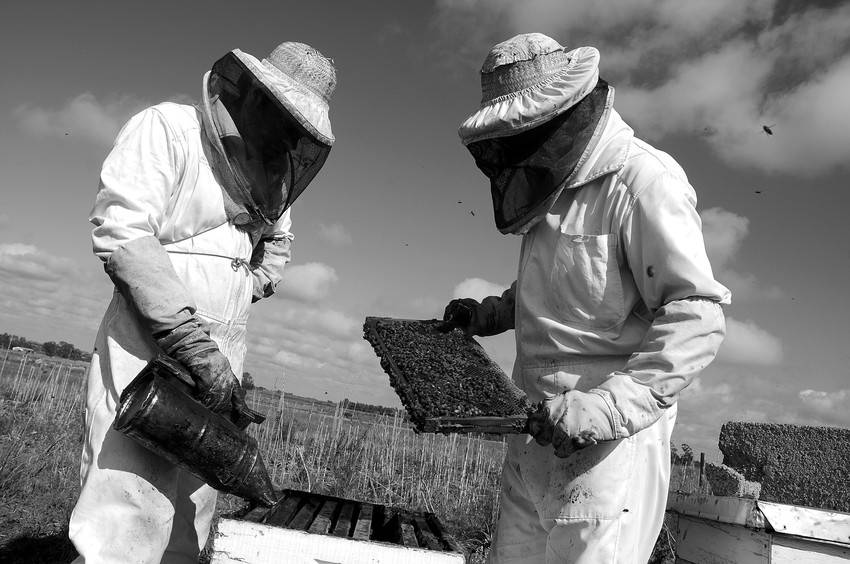 Sebastián y Damián Blanco, apicultores de San Antonio, Canelones, trabajan en el colmenar. (archivo, febrero de 2009) 