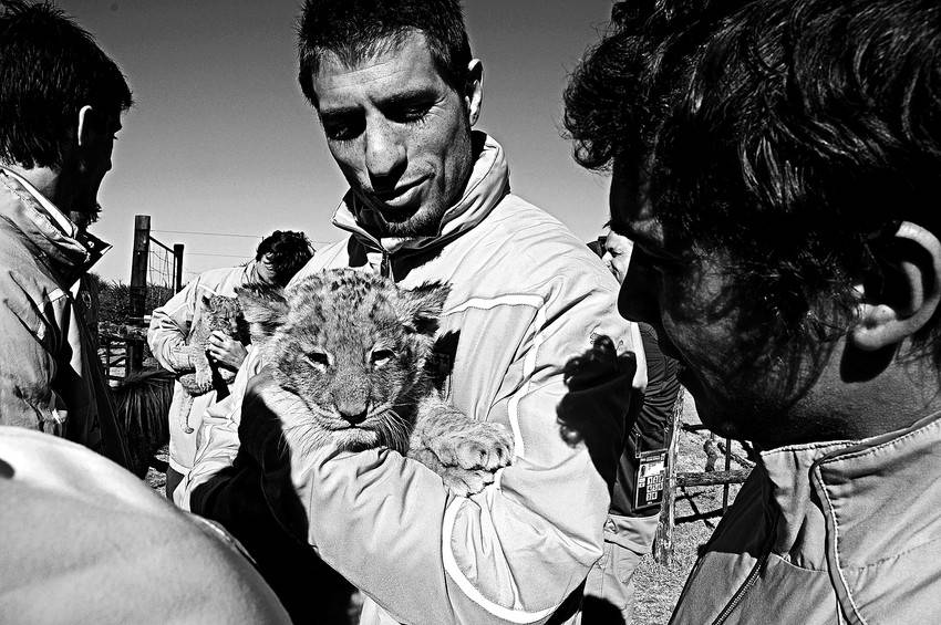 Sebastián Eguren y Sebastián Fernández, el sábado, durante la visita del seleccionado de Uruguay al parque criadero de leones Tarentaacrand Safaris, en Sudáfrica.
