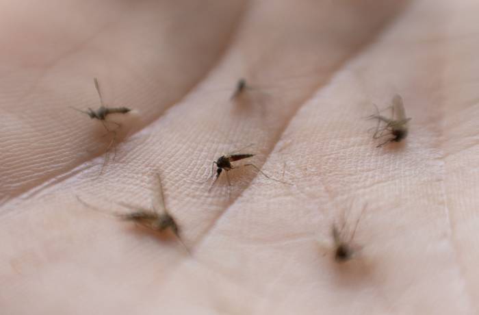Foto principal del artículo '¿A qué se debe la invasión de mosquitos?' · Foto: Andrés Cuenca