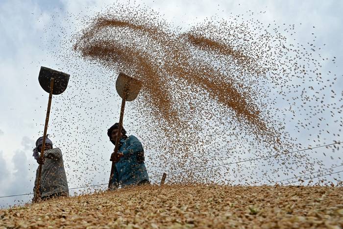 Mercado mayorista de cereales en Amritsar, India. el 23 de abril de 2024. · Foto: Narinder Nanu, AFP