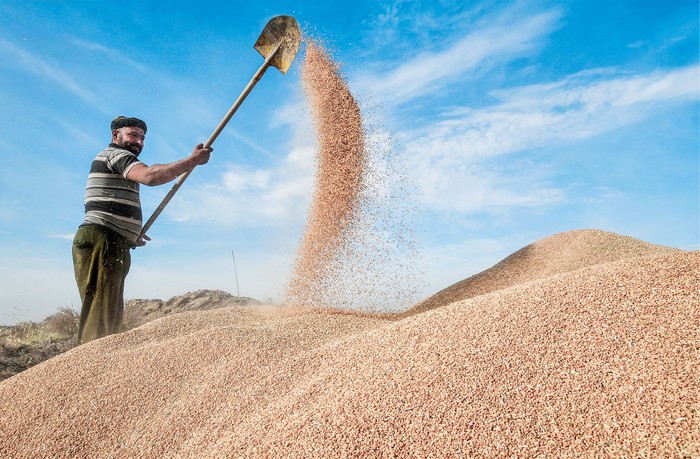 Durante la cosecha de trigo en la provincia de Dhi Qar, en el sur de Irak, el 23 de abril. · Foto: Asaad Niazi, AFP