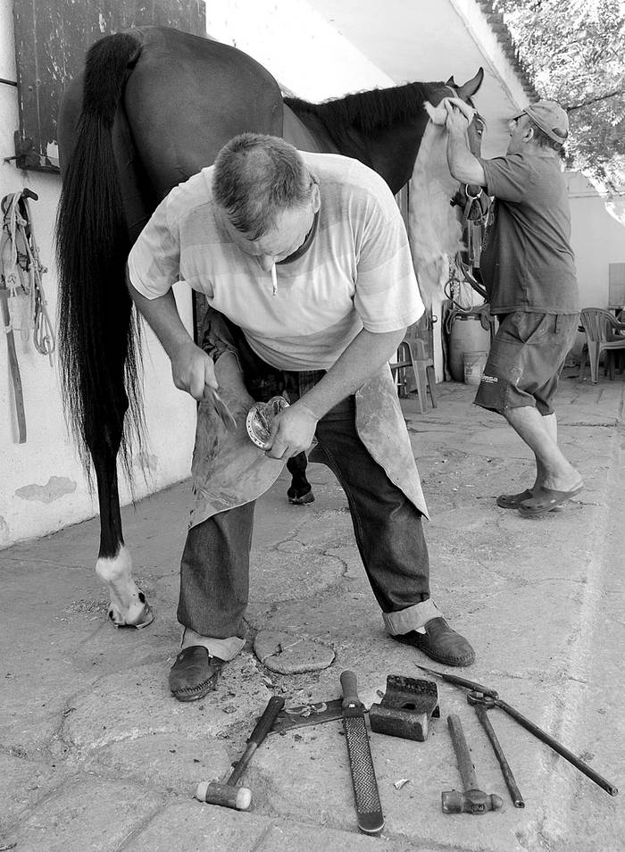 Juan Ramón Acevedo herrando a Faraón Celeste con la ayuda de Juan Castro,
ayer, en Maroñas. Foto: Sandro Pereyra