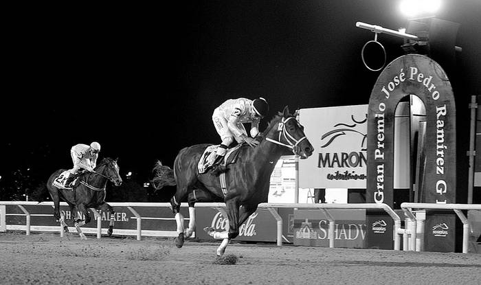 El jockey Luis Cáceres monta el caballo Fletcher, en el final del Gran Premio José Pedro Ramírez, ayer, en Maroñas. Foto: Federico Gutiérrez