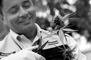 Rodolfo Carter, alcalde de la municipalidad de La Florida, examina una planta de marihuana, ayer, en Santiago de Chile. Foto: Felipe Trueba, Efe