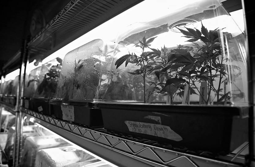 Varias plantas en el centro de crecimiento de marihuana de O Pen Vape, en Denver (EEUU). 