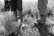 Plantación de arroz en Artigas. Foto: Sandro Pereyra (archivo, enero de 2008)