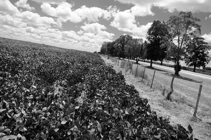  Plantación de soja sobre la ruta 3, en el departamento de Flores. / Foto Nicolás Celaya (archivo, febrero de 2013)