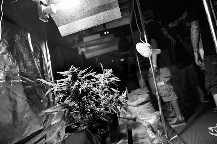 Plantas de marihuana en la Expo Cannabis 2014. Foto: Nicolás Celaya (archivo, diciembre de 2014)