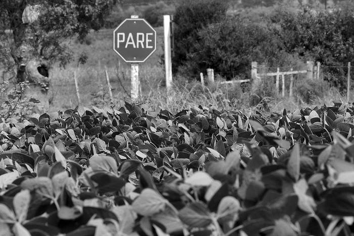 Plantación de soja en Paso Picón, Canelones. Foto: Sandro Pereyra (archivo, febrero de 2015)