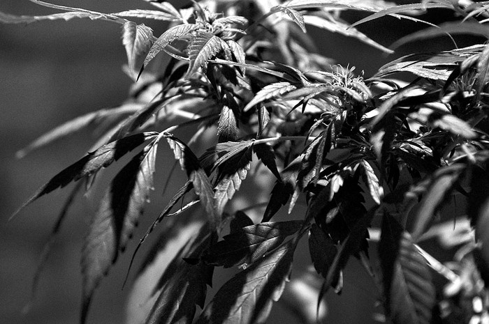 Planta de marihuana. Foto: Guillermo Legaria, Afp