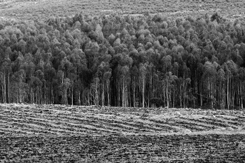 Terrenos forestados y preparados para forestar sobre la ruta nacional N 8 en el Km.104 próximos a la ciudad de Minas Lavalleja. / Foto: Fernando Morán (archivo febrero de 2007) 