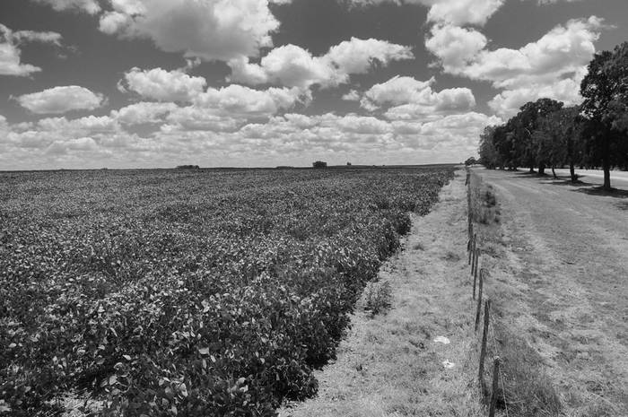Plantación de soja en Florida. Foto: Nicolás Celaya (archivo, febrero de 2013)