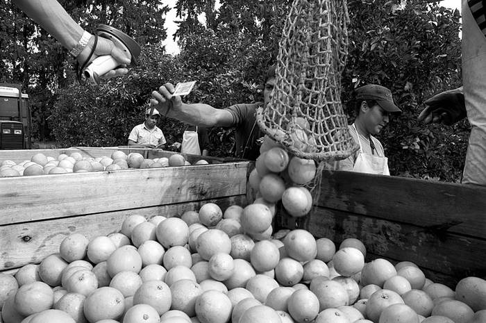 Cosecha de naranjas en Paysandú.  (archivo, agosto de 2010) · Foto: Sandro Pereyra