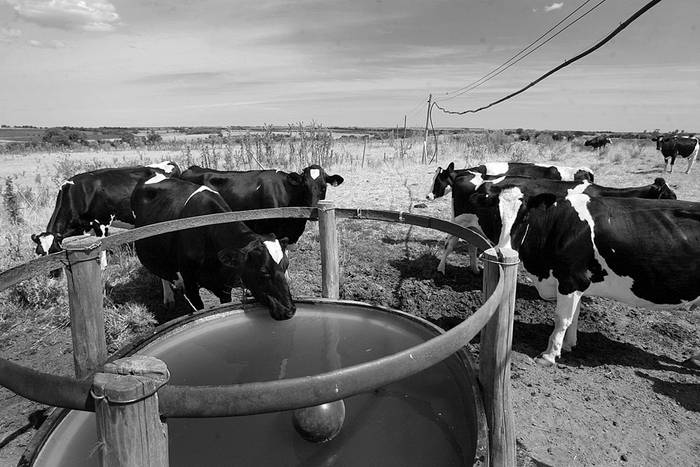 Vacas lecheras en un tambo del departamento de Florida. Foto: Iván Franco (archivo, enero de 2009)