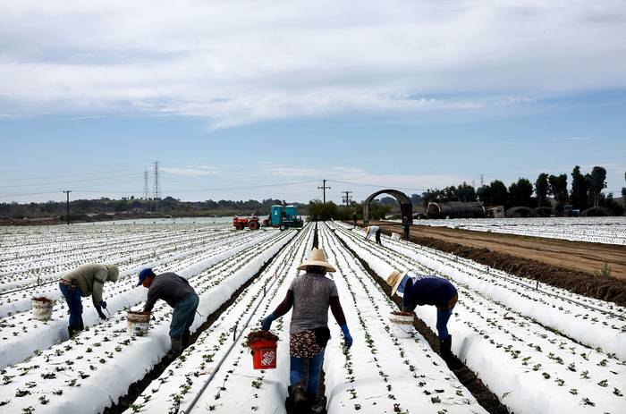 Plantaciones de frutillas en Ventura, California. · Foto: Mario Tama, Getty Images, AFP