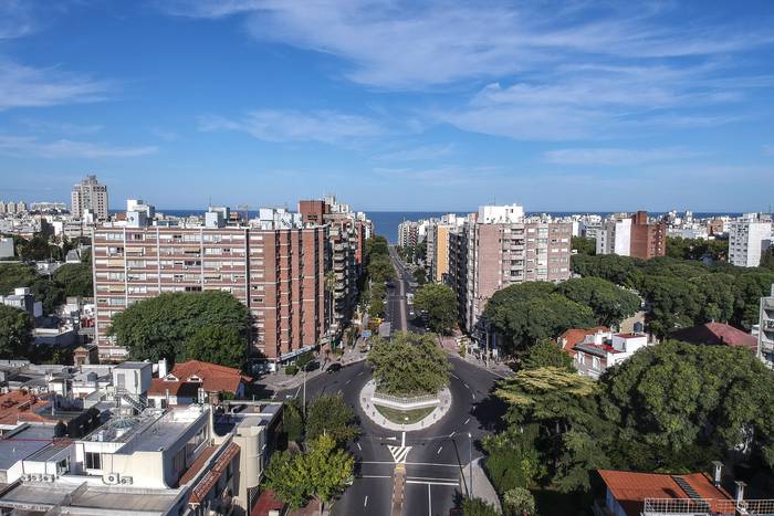 Vista aérea del ombú, de la avenida Bulevar España, en Montevideo · Foto: .