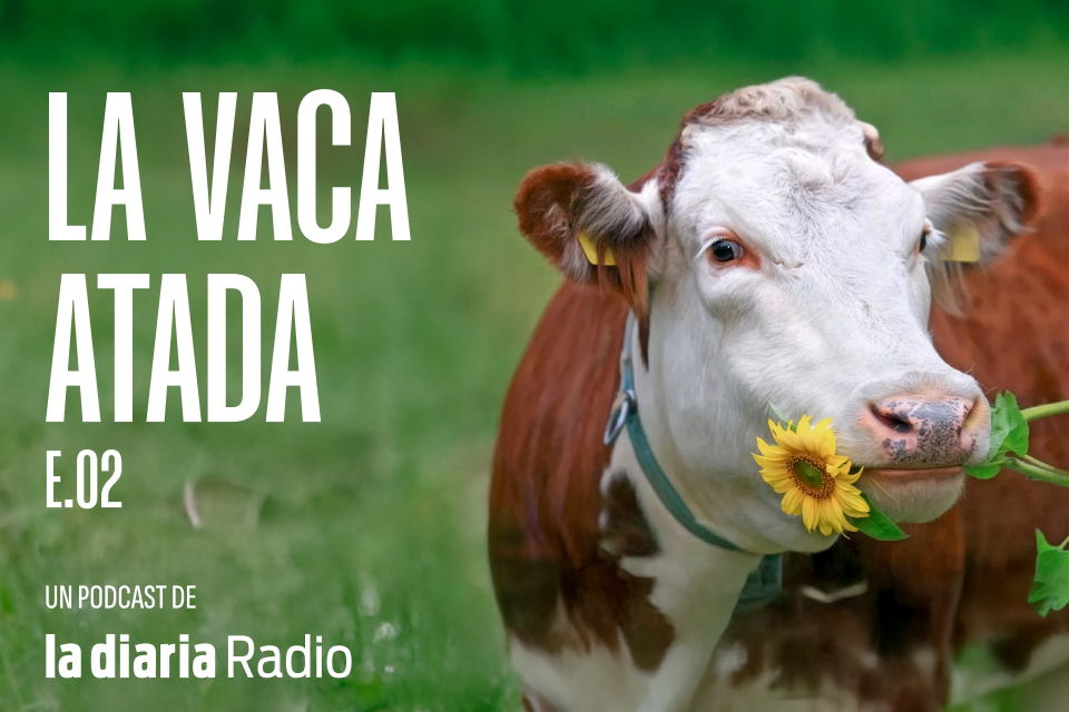 La vaca atada