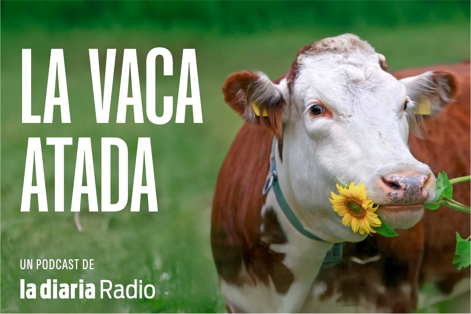 La vaca atada