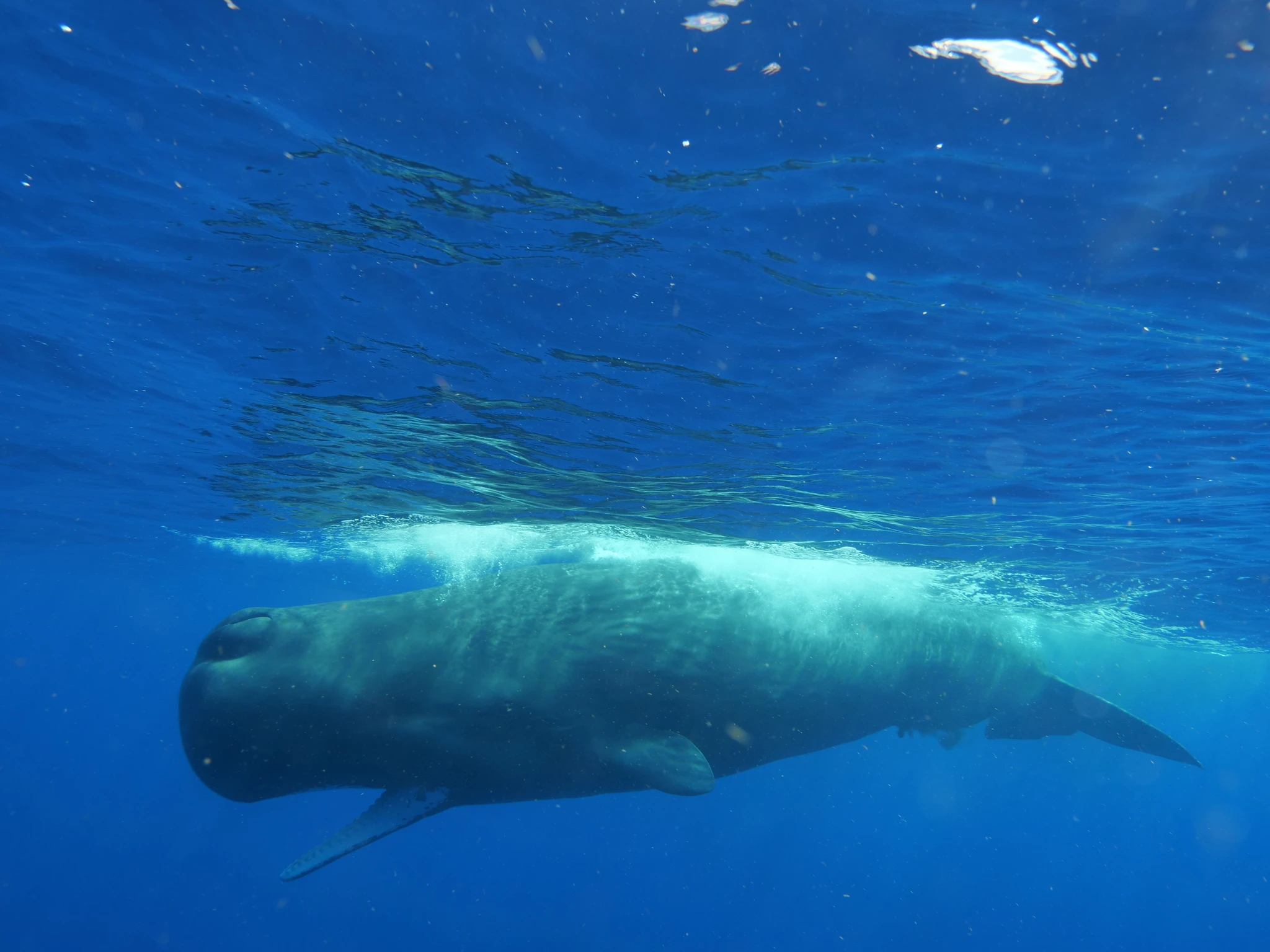 Foto: bretthartl (iNaturalist).