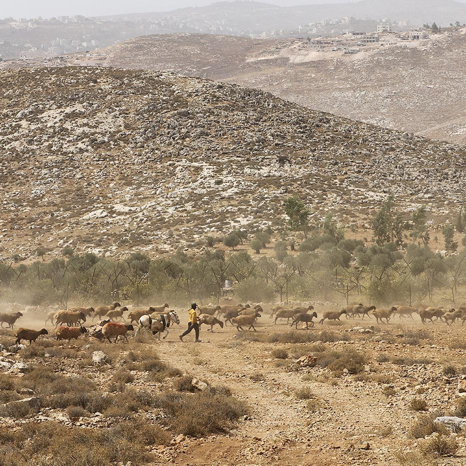 Un pastor desplazado de la aldea Al Qabun con su rebaño en Al Mughayyir, Cisjordania. · Foto: Quique Kierszenbaum