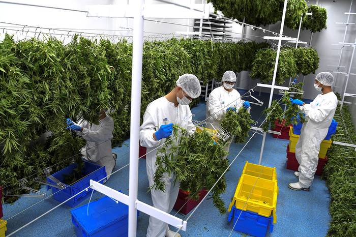 Plantas de marihuana para el proceso de secado y curado del brote en la compañía Fotmer Life Sciences, en Nueva Helvecia. · Foto: Pablo Porciúncula, AFP.